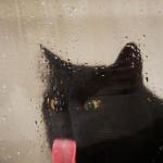 licking pussy