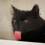 licking pussy