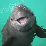 Perspective Porpoise Meme Template