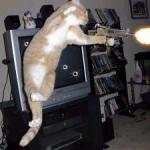 Machine Gun Cat