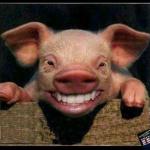 Toothy Pig