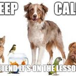 ANimals | KEEP              CALM AND PRETEND IT'S ON THE LESSON PLANS | image tagged in animals | made w/ Imgflip meme maker