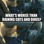 Boat Cat in Car | WHAT'S WORSE THAN RAINING CATS AND DOGS? HAILING TAXI CABS | image tagged in boat cat in car,memes,i should buy a boat cat | made w/ Imgflip meme maker