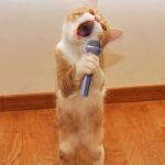 singingcat | CAT SCRATCH FEVER... DA DA DAAA.... | image tagged in singingcat | made w/ Imgflip meme maker