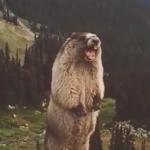 Screaming Marmot