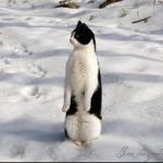 cat-penguin