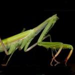 Headless Mantis