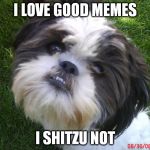 WOULD I SHITZU  | I LOVE GOOD MEMES I SHITZU NOT | image tagged in shitzu | made w/ Imgflip meme maker