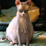 pregnant sphinx cat