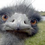 Emu Head Brah Whats Up