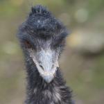 Soon Emu