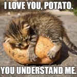 potato cat | I LOVE YOU, POTATO. YOU UNDERSTAND ME. | image tagged in potato cat | made w/ Imgflip meme maker