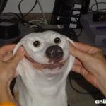 happy dog meme