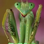 pleading mantis | Aw, don't worry, baby! I'll still digest you in the morning! | image tagged in pleading mantis | made w/ Imgflip meme maker