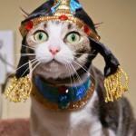 Royal cat