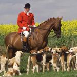 Fox Hunting