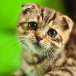 Sad Scottish Fold