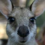 wallaby