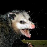 Pervy possum meme