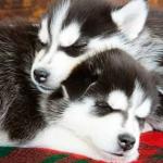 Huskies snuggling