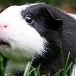 Gullible Guinea Pig