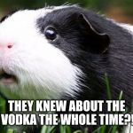 Gullible Guinea Pig | THEY KNEW ABOUT THE VODKA THE WHOLE TIME?! | image tagged in gullible guinea pig | made w/ Imgflip meme maker