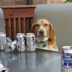 dog beer meme