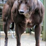 Muscle Dog Front