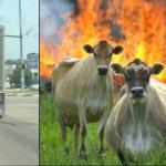Evil Cow Revenge