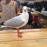 Australian Seagull - Aclassindustry