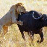 Lion hunting water buffalo