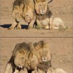 Drunk Lions