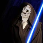 Jedi cat