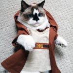 Obi Wan Cat