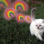 kitten farting rainbows