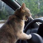 cat driving car meme