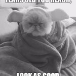 dozer yoda cat | WHEN NINE HUNDRED YEARS OLD YOU REACH, LOOK AS GOOD YOU WILL NOT. | image tagged in dozer yoda cat | made w/ Imgflip meme maker