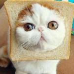 Bread Cat meme