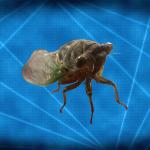 Conspiracy Cicada