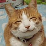 Happy Cat Smiling meme