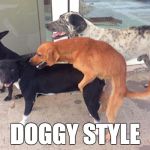 Doggy Style | DOGGY STYLE | image tagged in doggy sex,dog,dogs | made w/ Imgflip meme maker