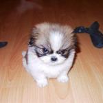 angry puppy