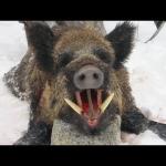 Wild Boar
