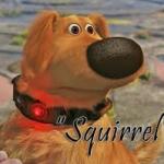 squirrel