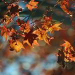 Autumn leaves