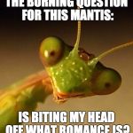 Rhyming Mantis | THE BURNING QUESTION FOR THIS MANTIS: IS BITING MY HEAD OFF WHAT ROMANCE IS? | image tagged in mantis face,rhyming,funny | made w/ Imgflip meme maker