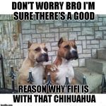 It's a dog eat dog world | DON'T WORRY BRO I'M SURE THERE'S A GOOD REASON WHY FIFI IS WITH THAT CHIHUAHUA | image tagged in don't worry bro,dogs,animals,funny,boxers | made w/ Imgflip meme maker