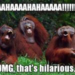 BwaaaHaaaHaaaHAHAAA!! ! | BWAAAAHAAAAHAHAAAAA!!!!!!!!! OMG, that's hilarious... | image tagged in laughing monkeys,laughing orangutangs,funny,funny joke,animals laughing | made w/ Imgflip meme maker