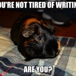 Guinea Pig | YOU'RE NOT TIRED OF WRITING ARE YOU? | image tagged in guinea pig | made w/ Imgflip meme maker