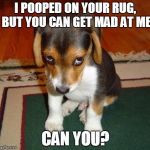 You can't it's impossible. | I POOPED ON YOUR RUG, BUT YOU CAN GET MAD AT ME CAN YOU? | image tagged in ashamed puppy,memes,funny | made w/ Imgflip meme maker